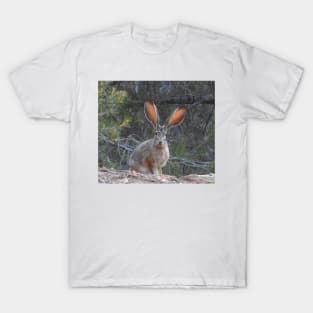 Jackrabbit, rabbit, wildlife, wild animals, Curious Jack T-Shirt